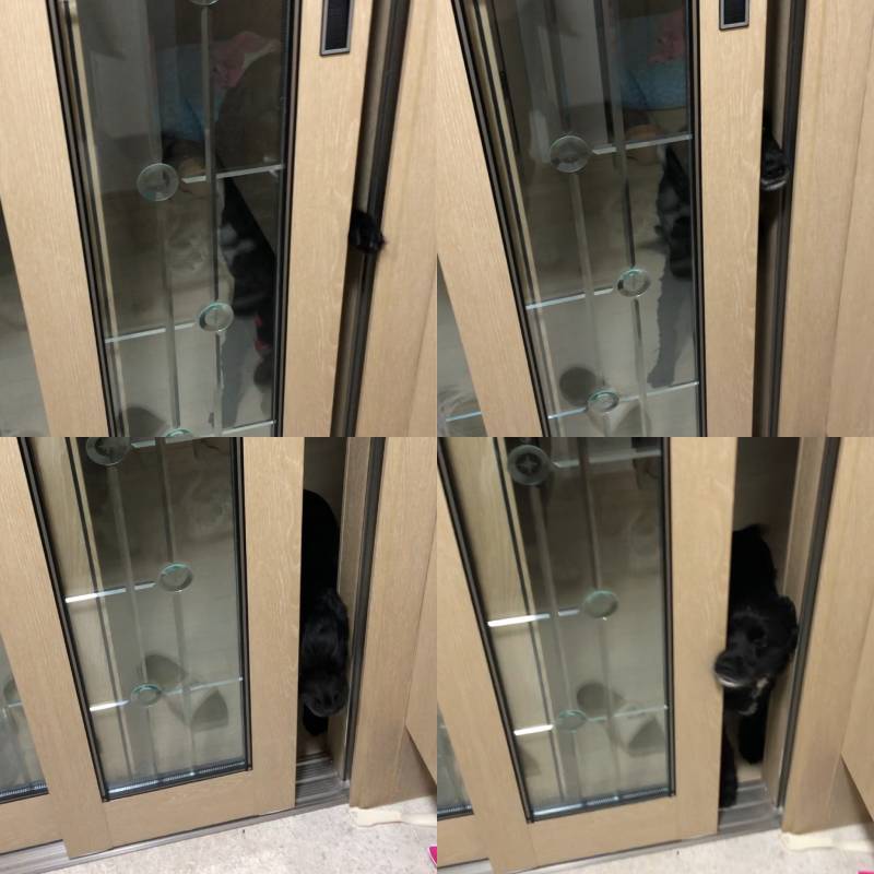 우리집 강아지 제일 귀여울 때 | 인스티즈