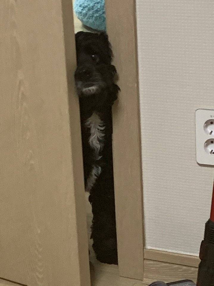 우리집 강아지 제일 귀여울 때 | 인스티즈