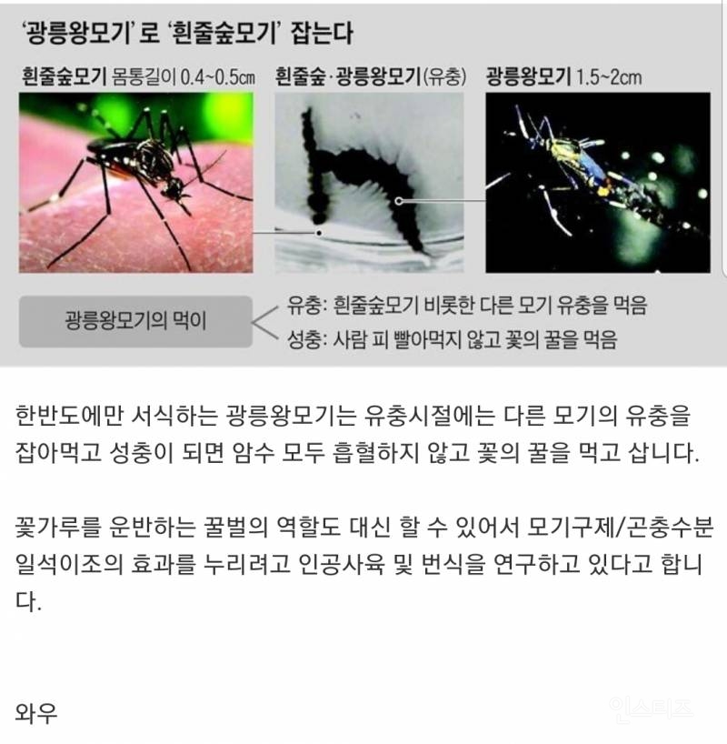 한국에만 서식하는 흡혈하지 않는 모기.jpg | 인스티즈