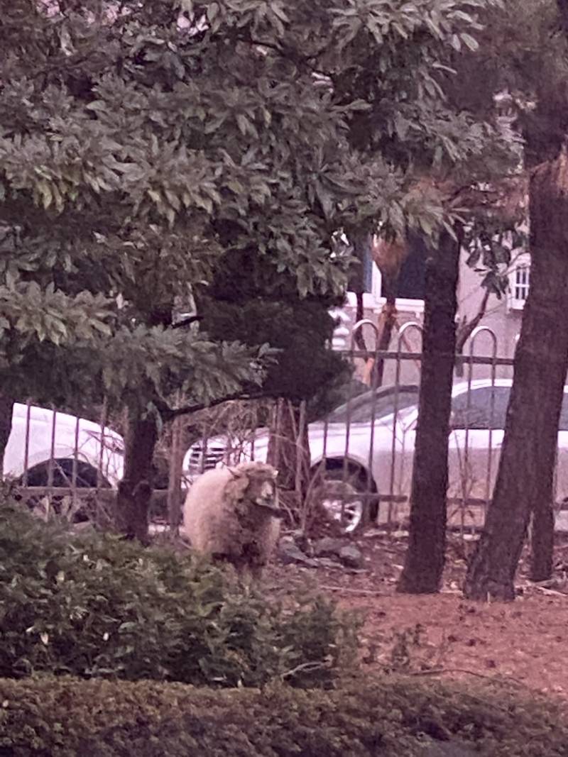 지나가다가 양봤어🐑 | 인스티즈