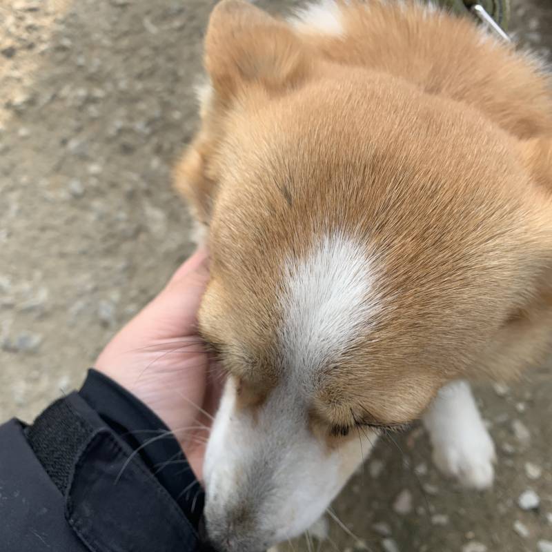 집 가는 중인데 이웃집 강아지가 만져달라고 욕해 ㅠㅠ | 인스티즈