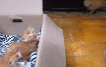 이거 며칠전에̌̈ 인포에서 주운 짤인데 너무 기엽지 않니ㅠㅠㅠㅠ아가고앵이 | 인스티즈