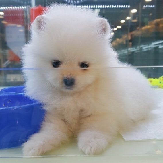 최병찬이랑 닮았다고 언급되는 강아지들 특징 | 인스티즈