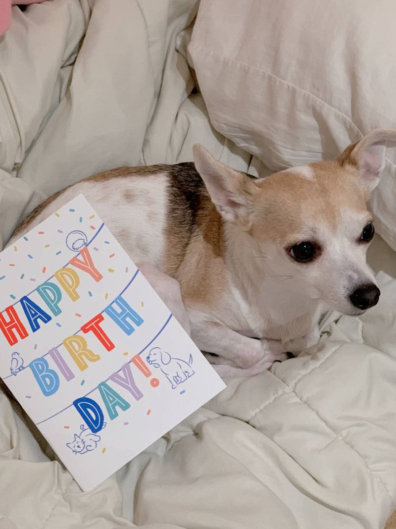 우리 강아지 생일이라고 반려동물 용품점에서 생일카드 보내줌🐶🎉 | 인스티즈