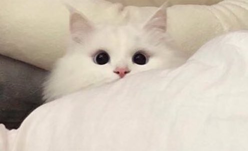 우석피셜도 김우석 애옹이야 | 인스티즈