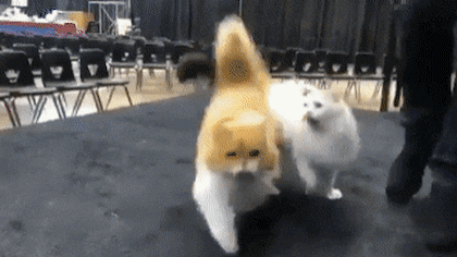 DNA 고양이 | 인스티즈