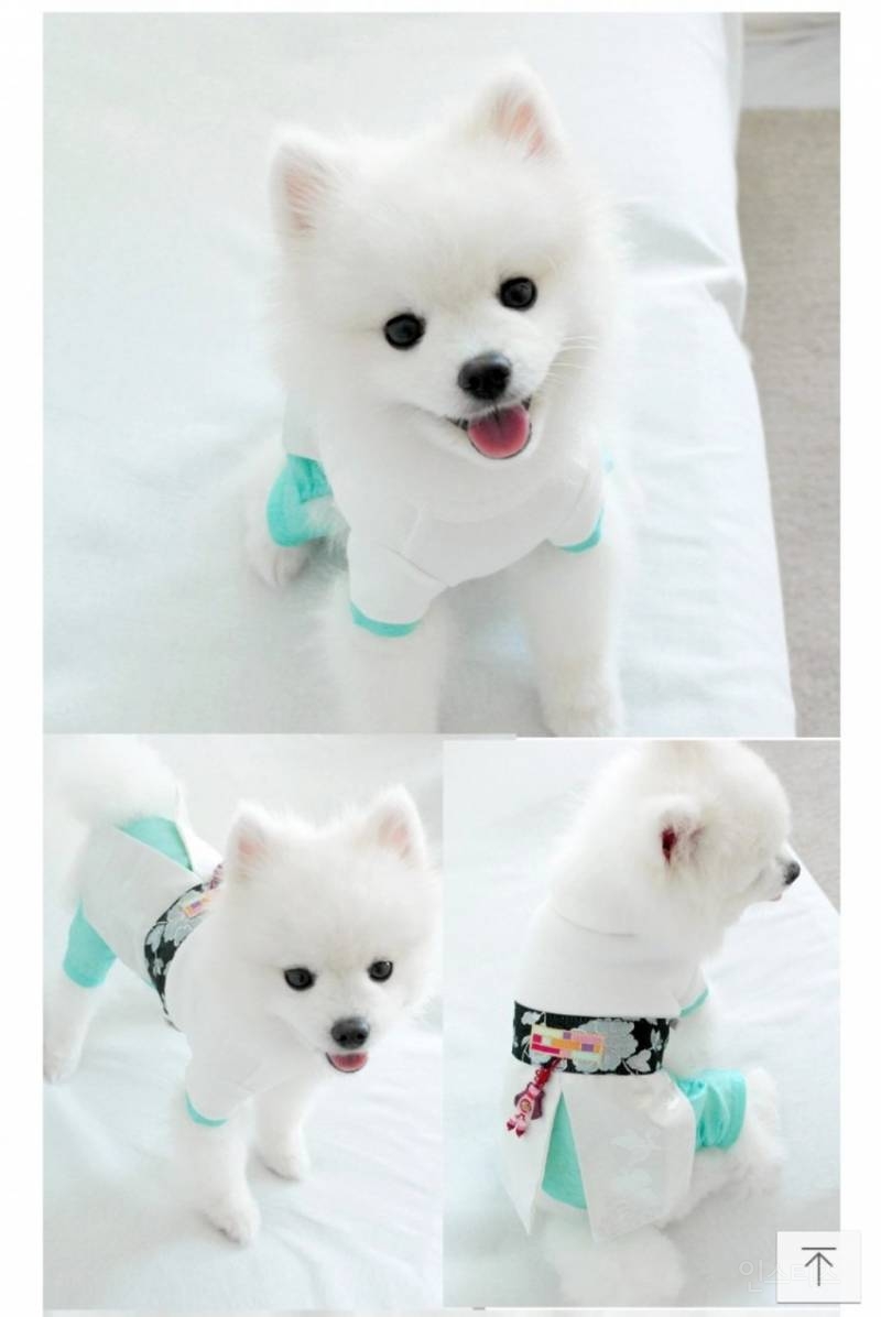 온라인 쇼핑몰 모델이 입었을 때 VS 내가 입었을 때 (강아지 ver.) | 인스티즈