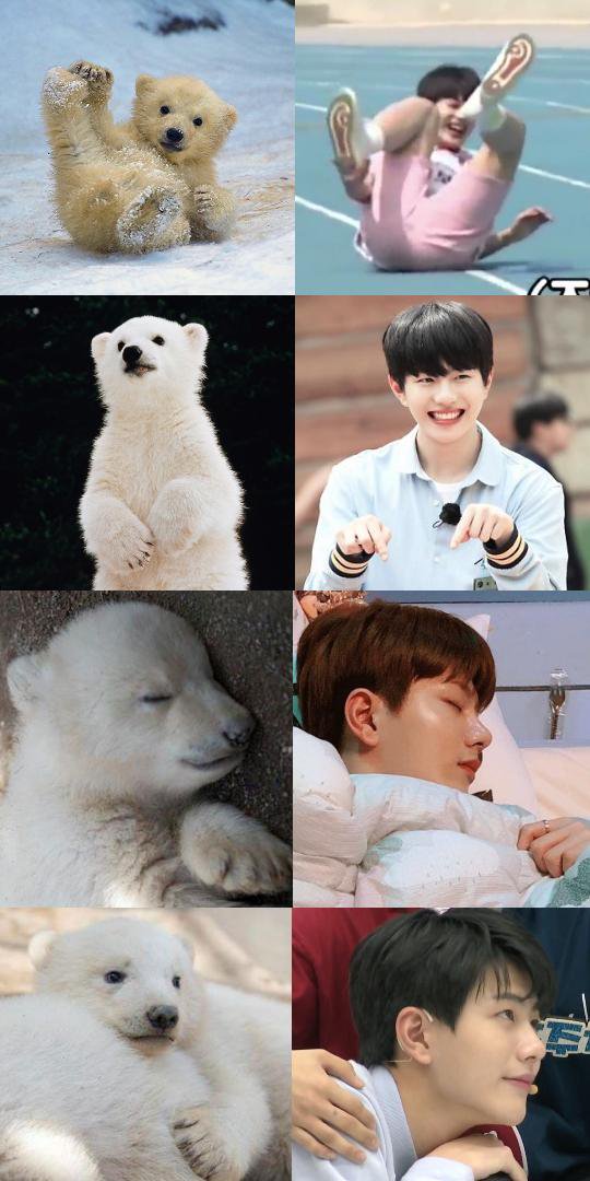 골차들아 자기가 아직도 작은줄아는 아가북극곰 최보민 짤조 | 인스티즈