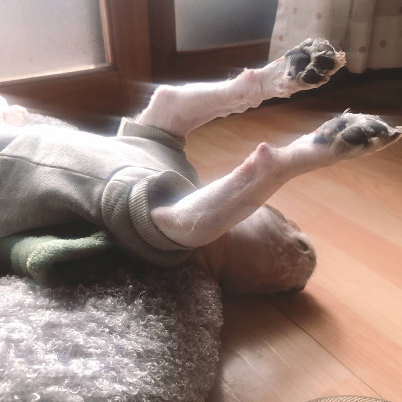 우리 강아지 자는 자세봐 | 인스티즈