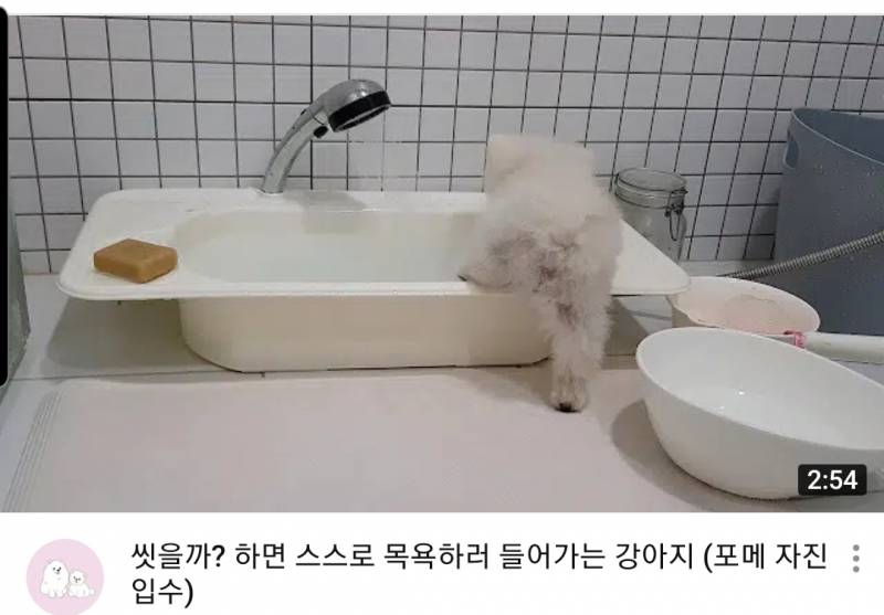 와 강아지 20년 가까이 키우면서 스스로 목욕하러 들어가는 댕댕이 첨봄 | 인스티즈