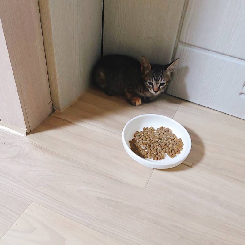 고양이 확대범입니다. 🤭 | 인스티즈