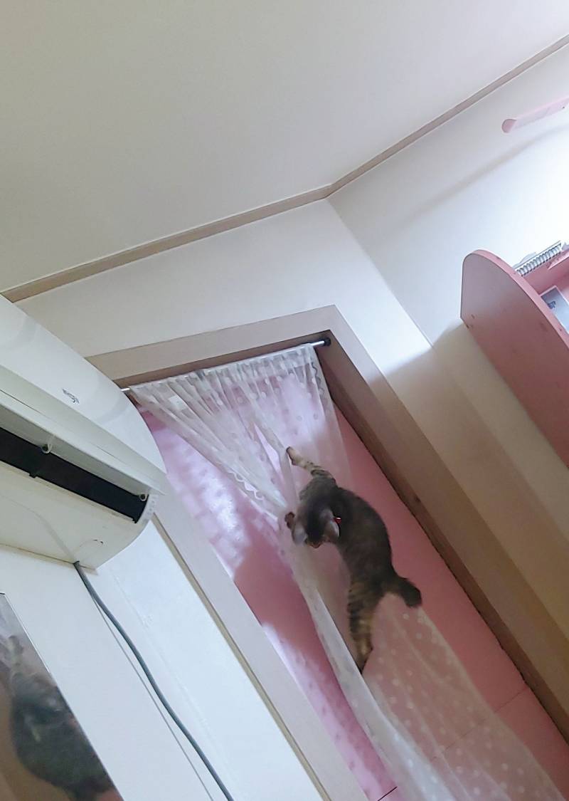 고양이 확대범입니다. 🤭 | 인스티즈