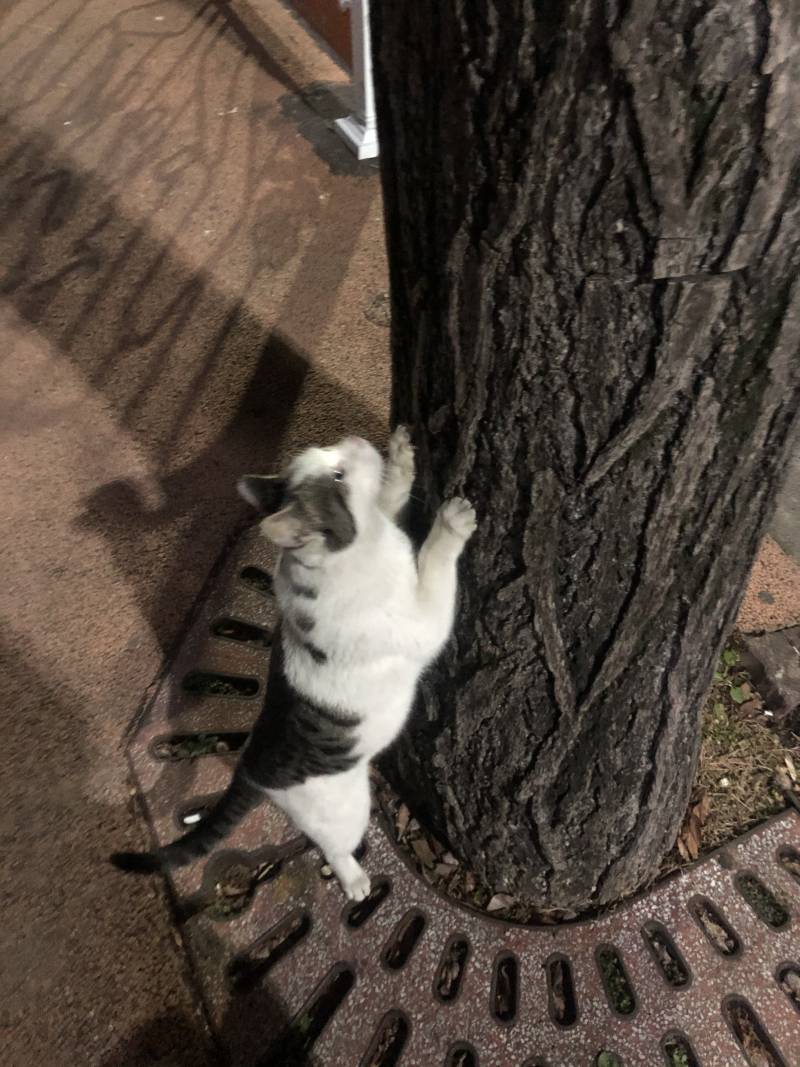 길고양이가 스크래쳐로 나무 쓰다가 갑자기 올라타버림 ㅋㅋㅋㅋㅋㅋ | 인스티즈