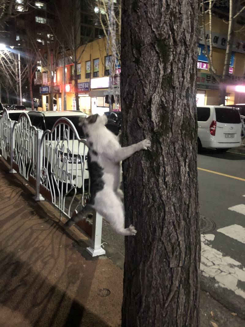 길고양이가 스크래쳐로 나무 쓰다가 갑자기 올라타버림 ㅋㅋㅋㅋㅋㅋ | 인스티즈