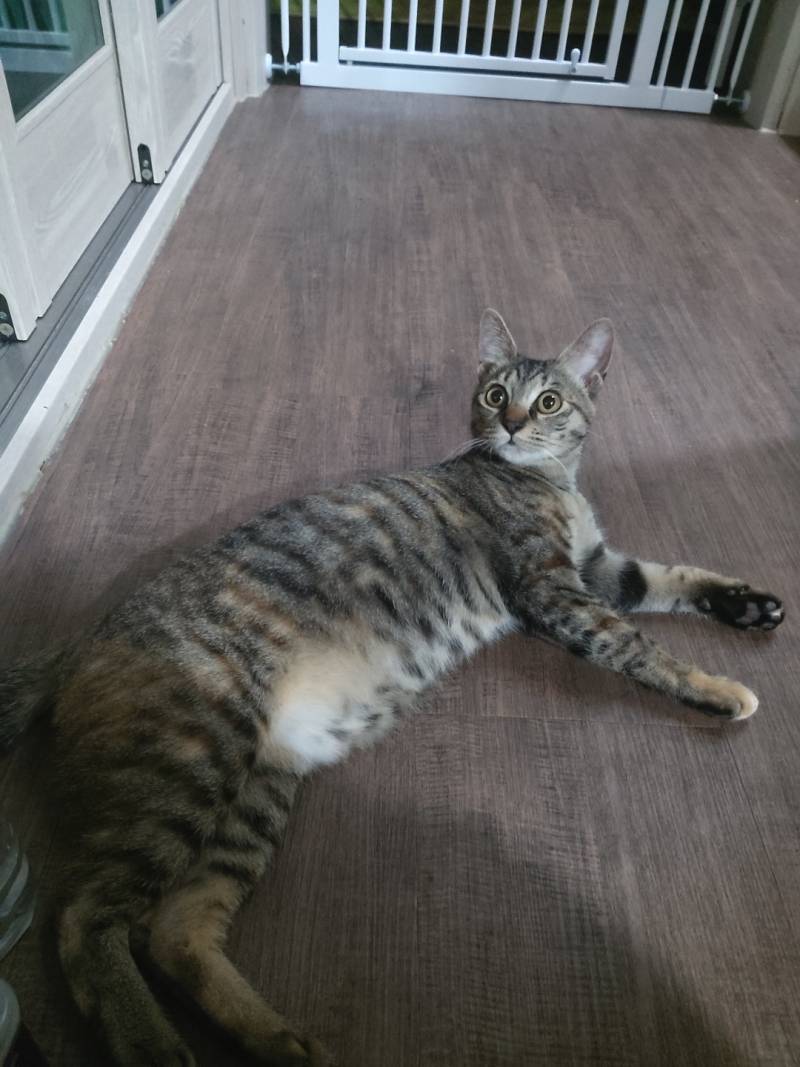 고양이 확대범입니다. 🤭 | 인스티즈