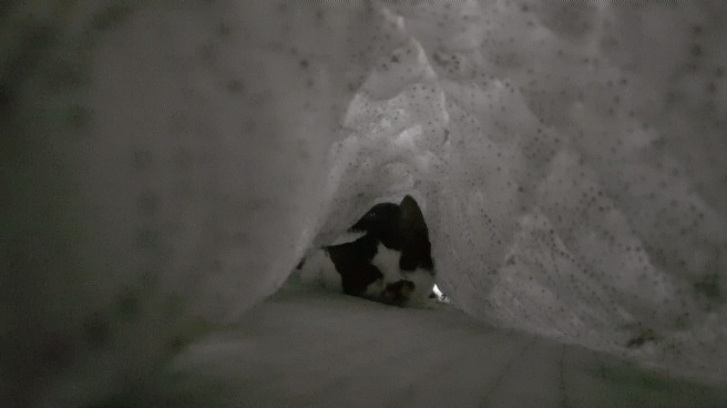 소름주의) 개 무서움 이불속에 이런게... | 인스티즈