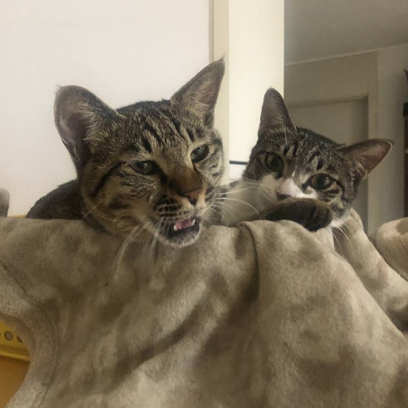 집에 가고싶다 야옹이 배만지고싶어 | 인스티즈