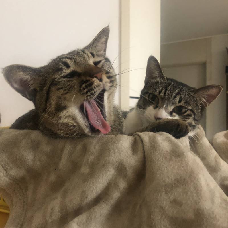 집에 가고싶다 야옹이 배만지고싶어 | 인스티즈