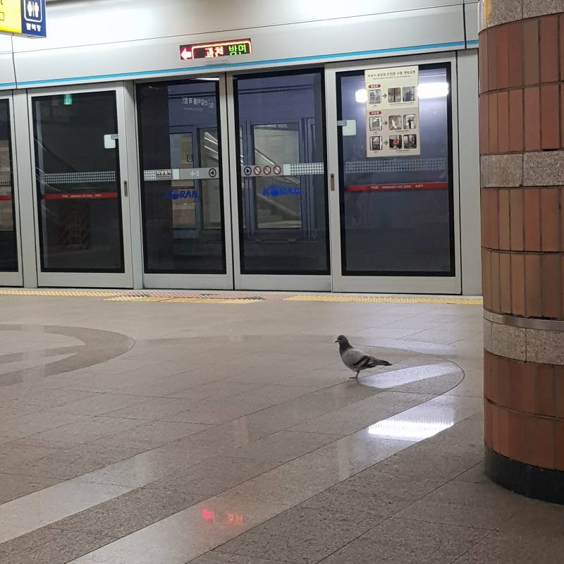 원래 지하철 역안에 비둘기가 있는 게 흔한건가???? | 인스티즈