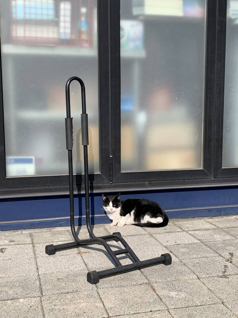 산책 나왔는데 고양이 봤다 | 인스티즈