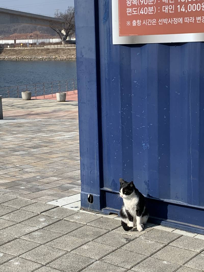 산책 나왔는데 고양이 봤다 | 인스티즈