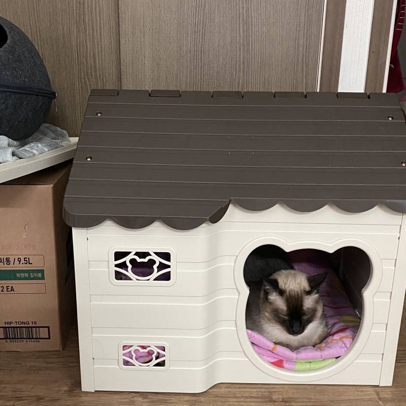 강아지 집 샀어요!!🦧🦧 | 인스티즈