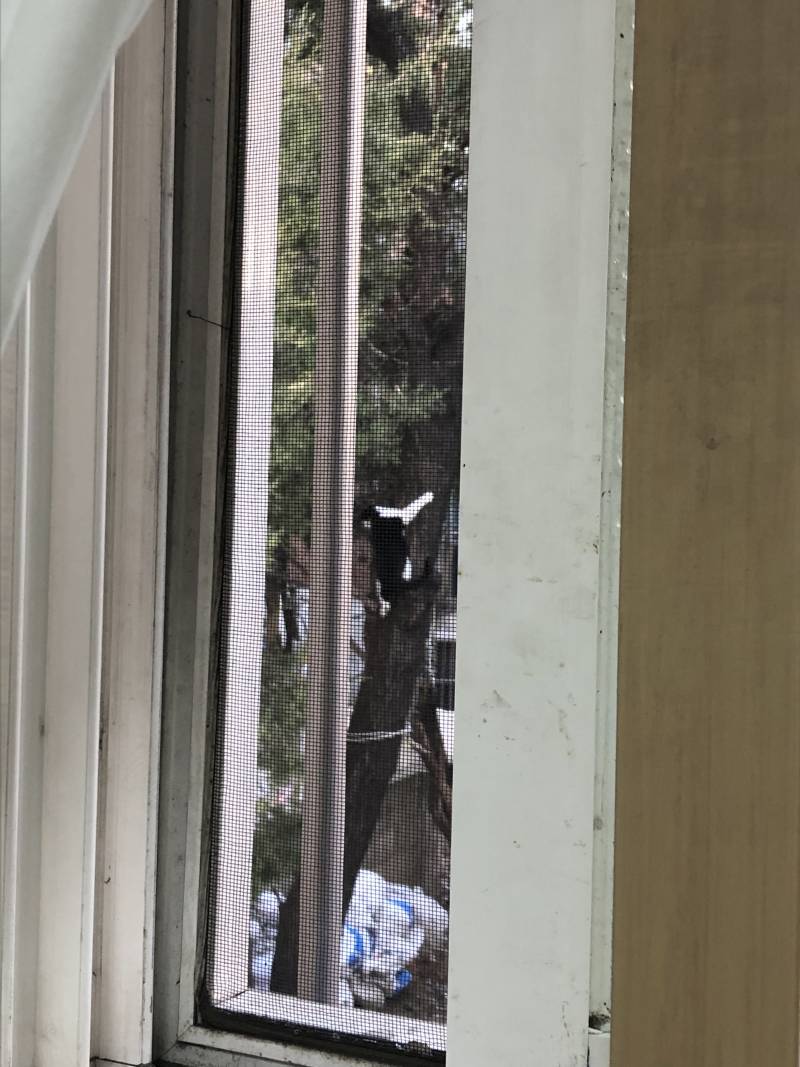 나무타는 고양이🐱🐱🐱 | 인스티즈