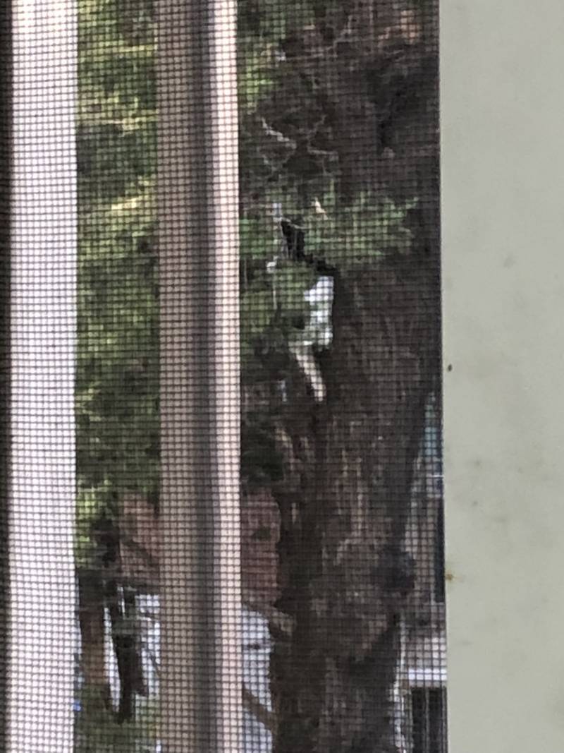 나무타는 고양이🐱🐱🐱 | 인스티즈