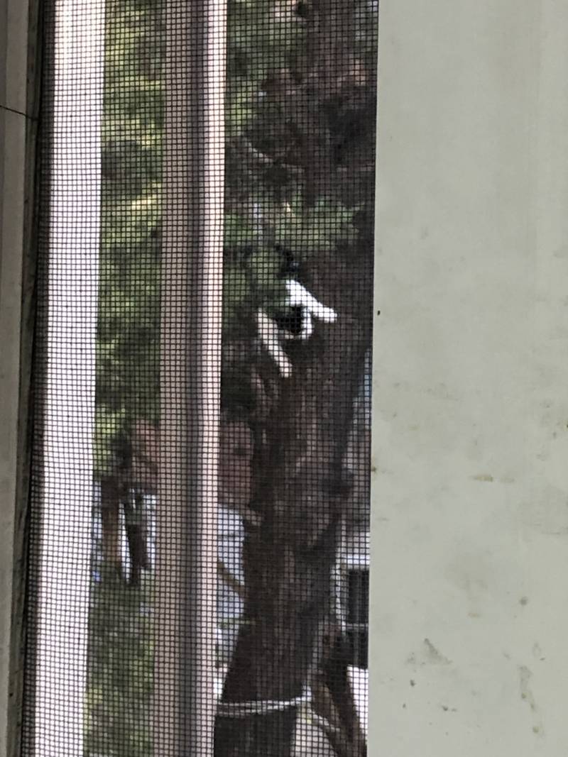 나무타는 고양이🐱🐱🐱 | 인스티즈