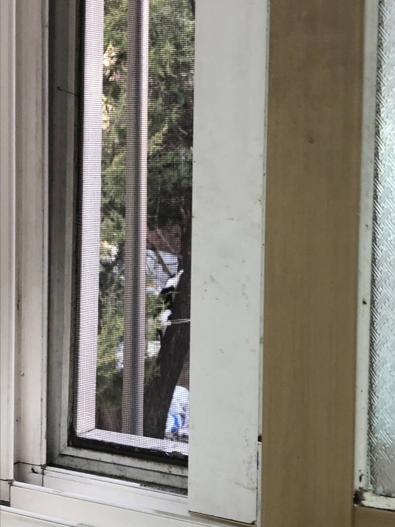 나무타는 고양이🐱🐱🐱 | 인스티즈