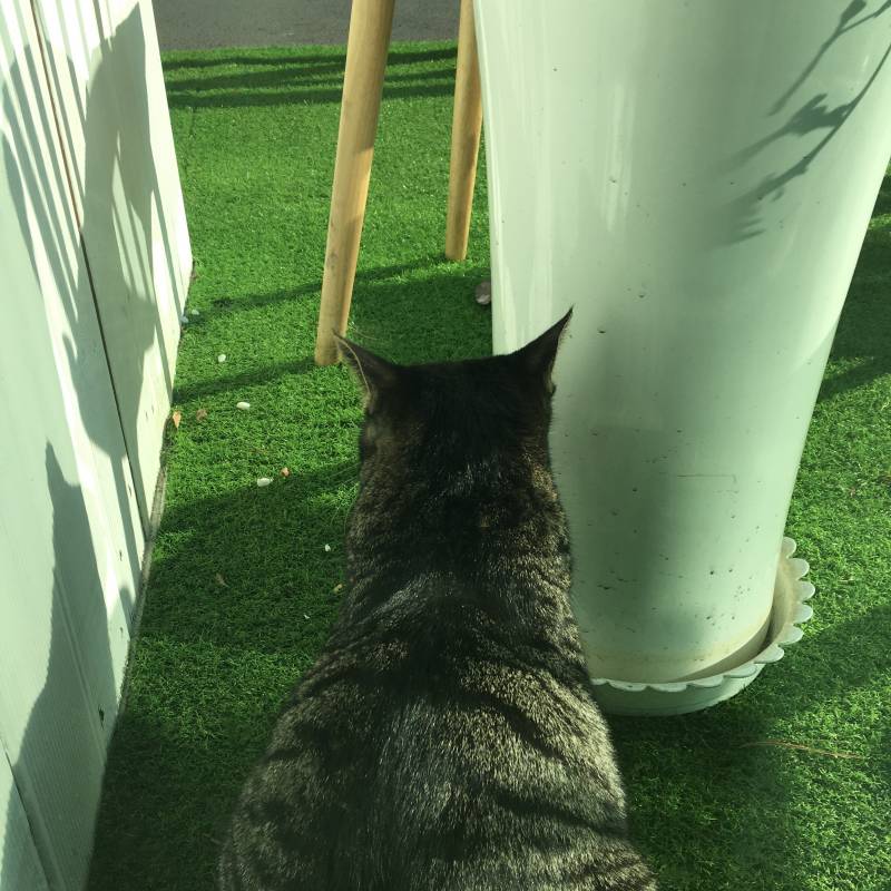 카페에서 본 냥이님 🐈 | 인스티즈