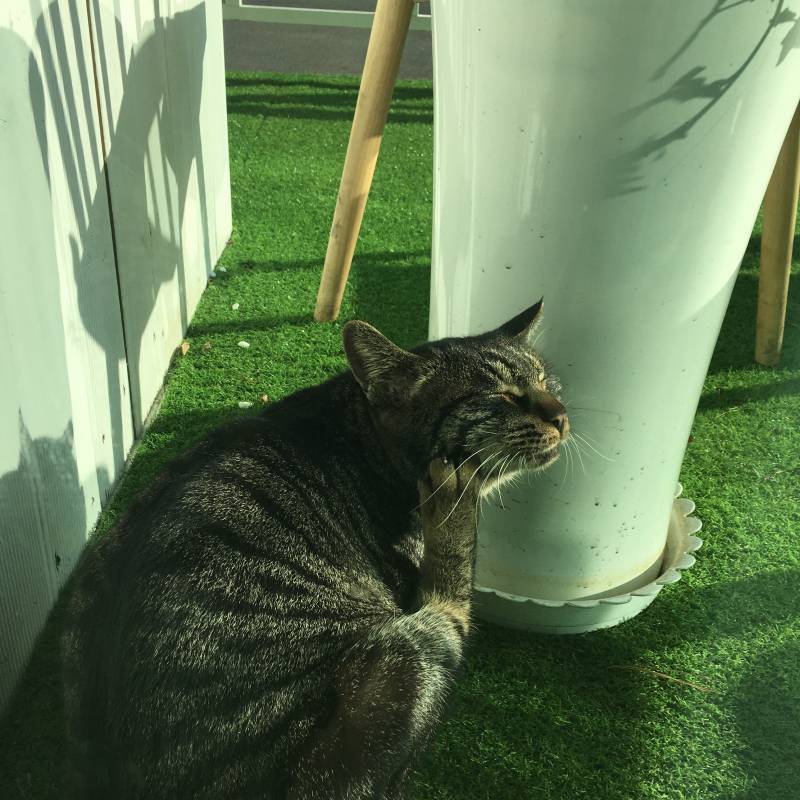 카페에서 본 냥이님 🐈 | 인스티즈