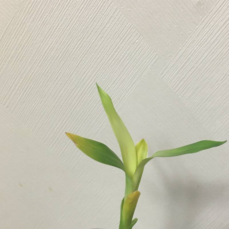 💚🌿집에서 식물 키우는 익인들앙☘️ | 인스티즈