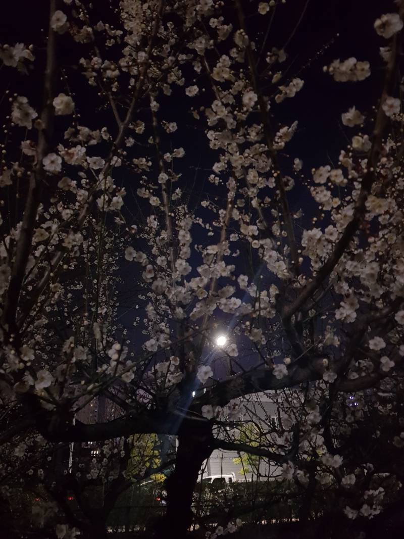 매화는 진짜 사람 설레게 해 | 인스티즈