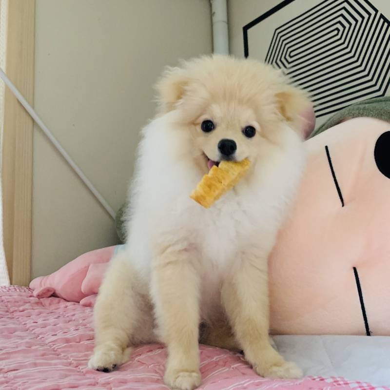 강아지 첫미용했는데 화난다 | 인스티즈