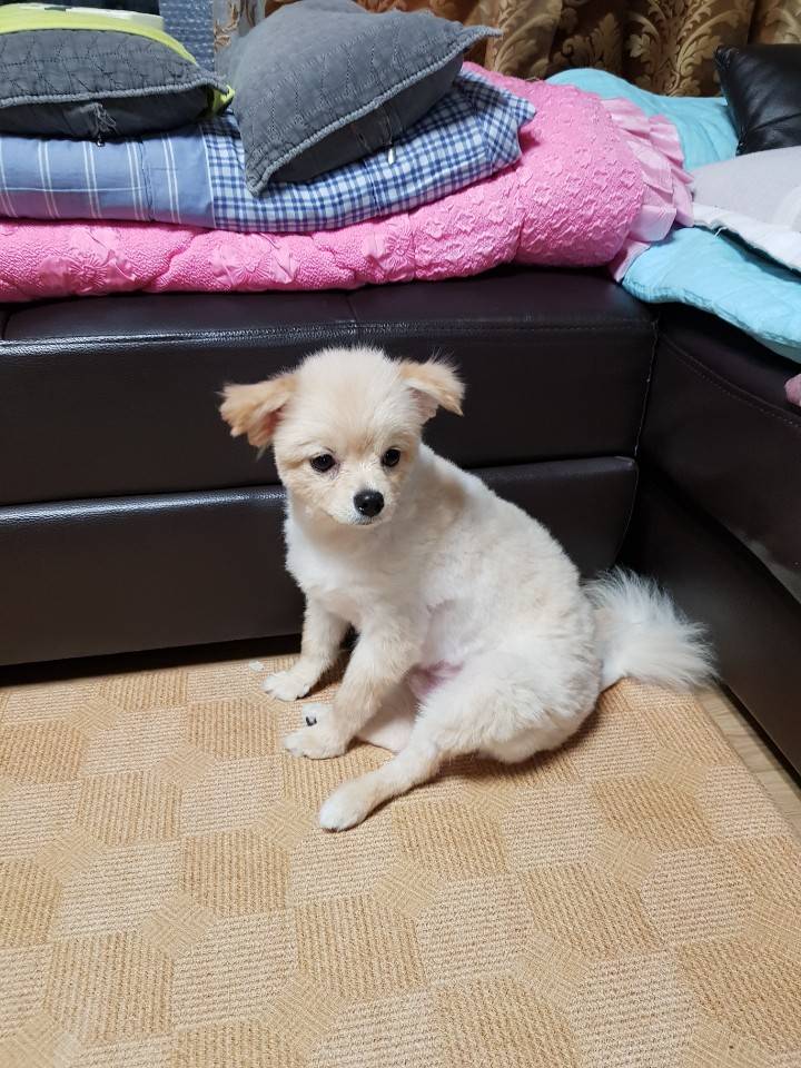 강아지 첫미용했는데 화난다 | 인스티즈