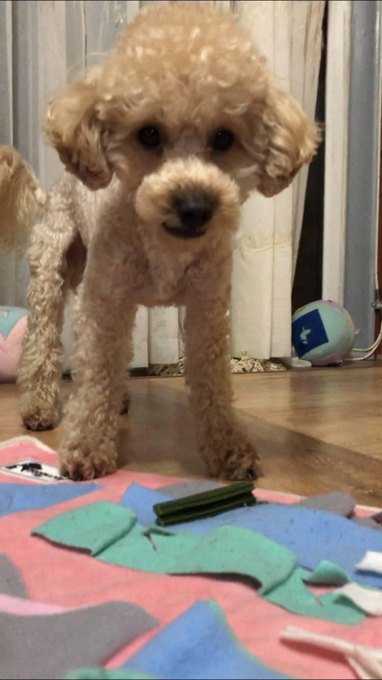 안먹고싶으면서 주긴 싫은 강아지ㅋㅋㅋ | 인스티즈