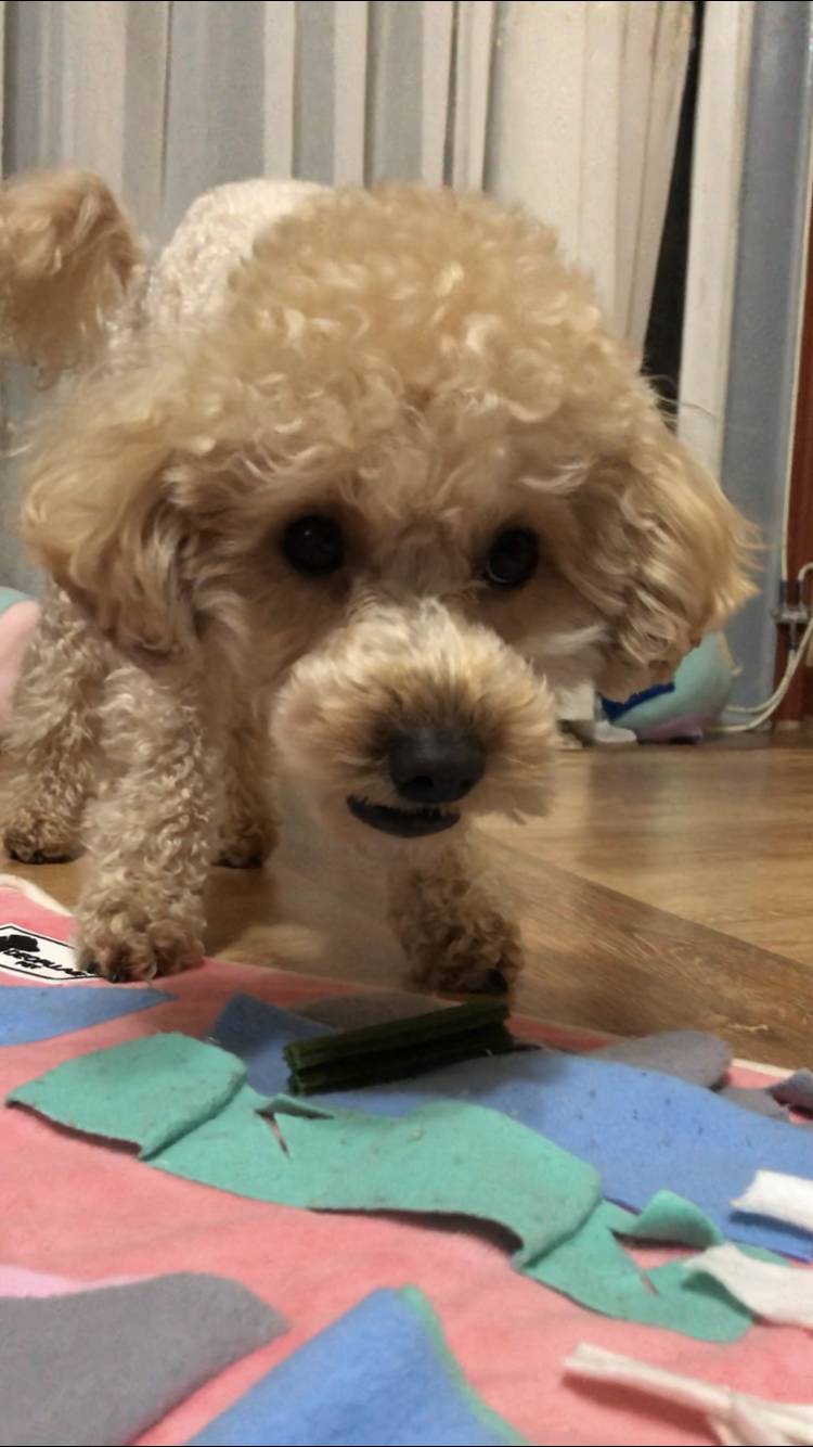 안먹고싶으면서 주긴 싫은 강아지ㅋㅋㅋ | 인스티즈