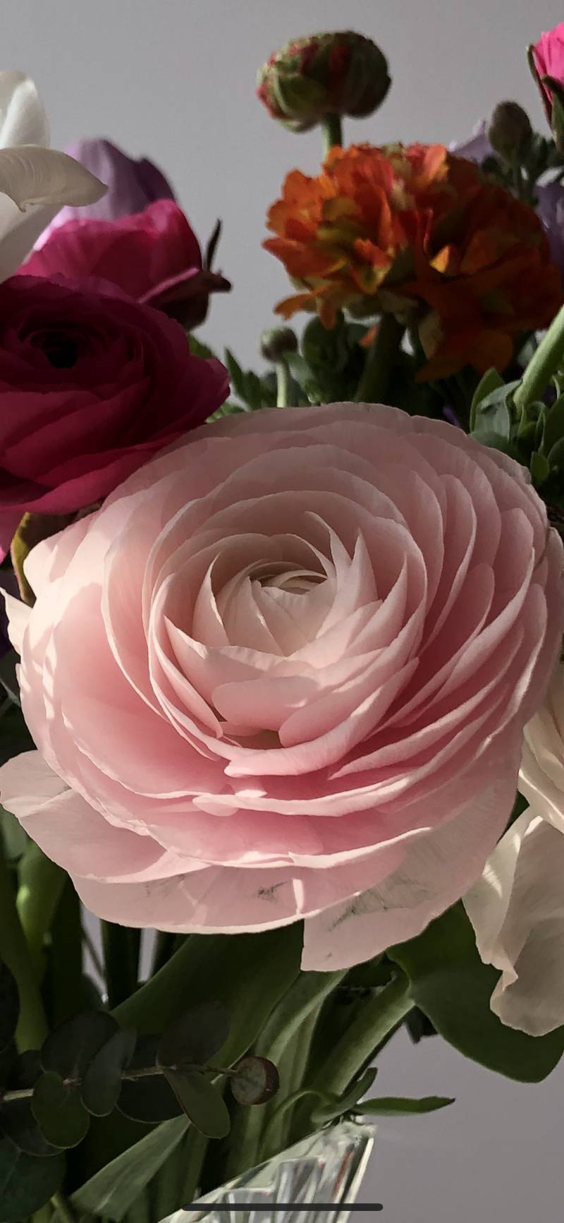 이 꽃 이름 뭔지 아는사람???40 | 인스티즈