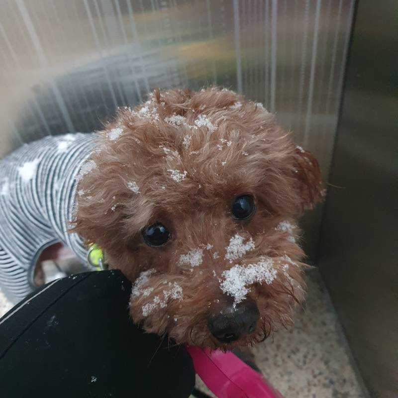 우리 강아지 눈맞은거봐바 | 인스티즈