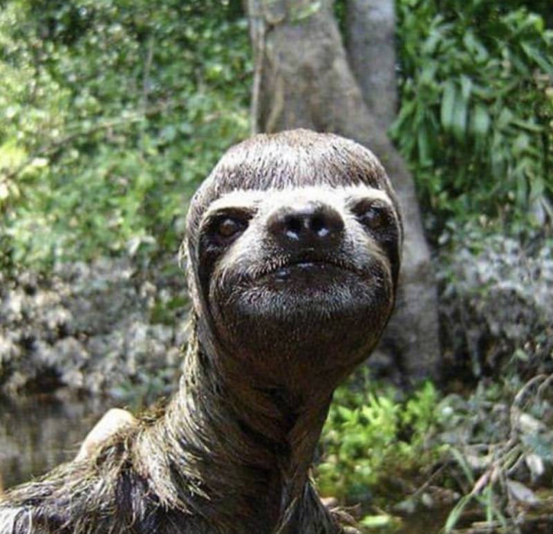 나무늘보 처피뱅 했다 어때4040 | 인스티즈