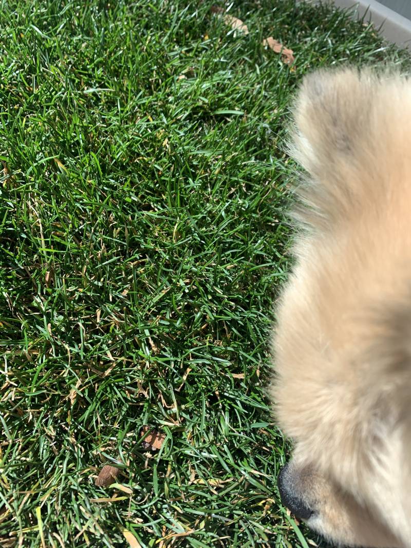 우리집 거실에 잔디 있다 | 인스티즈