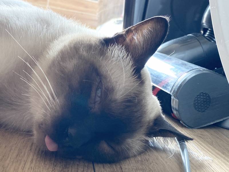 우리 냥이... 자는데 좀 무섭다....? | 인스티즈