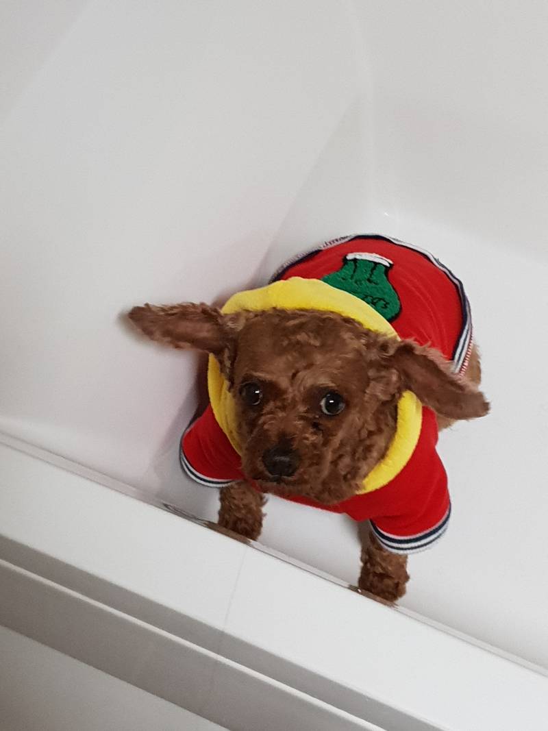 우리 강아지 감정표현 지려 | 인스티즈