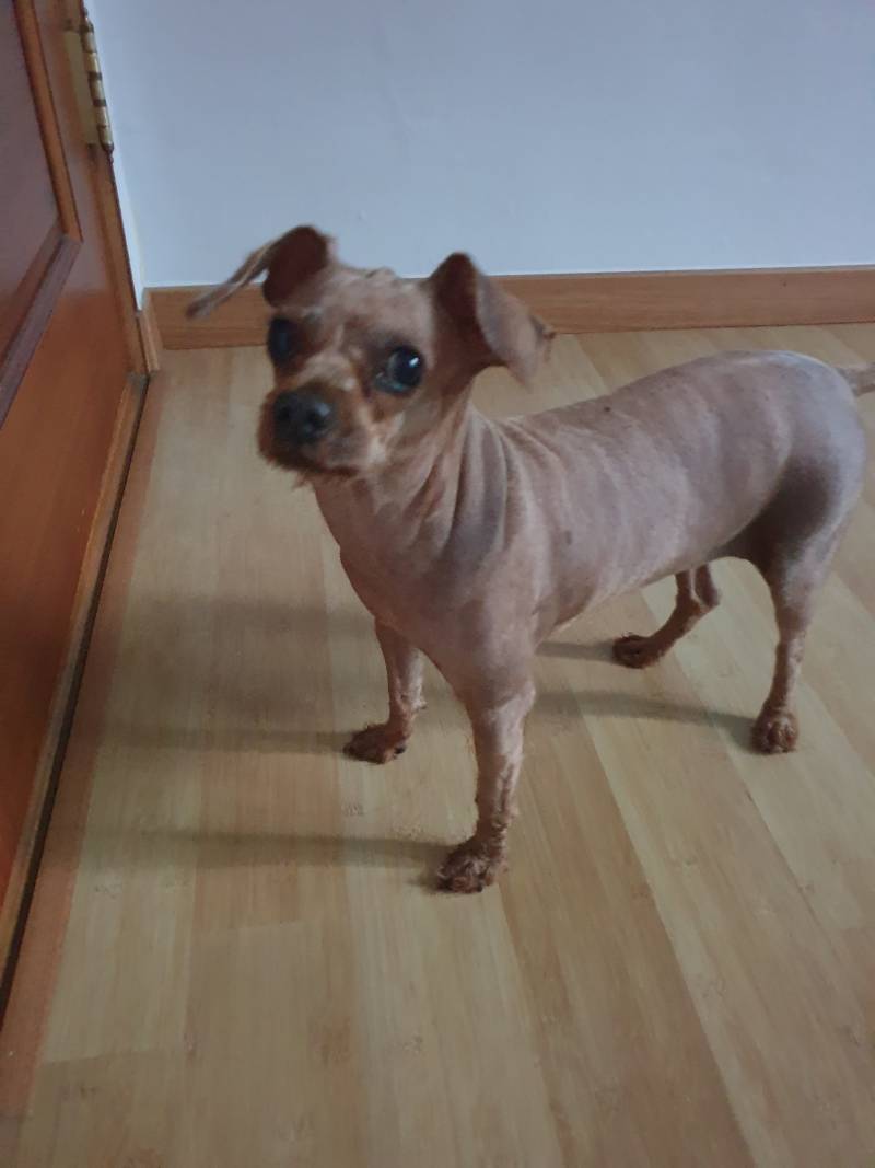 우리 강아지 감정표현 지려 | 인스티즈