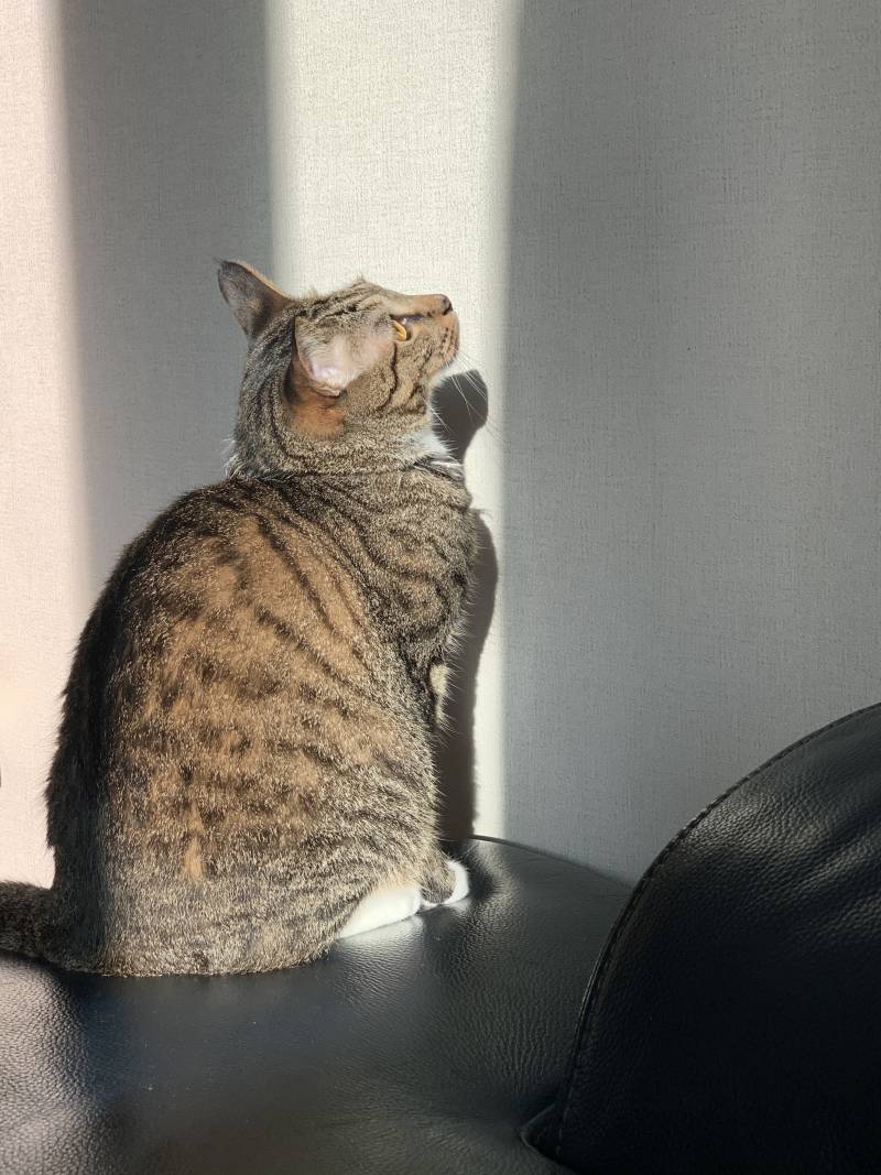 우리집 애옹이 레전드 | 인스티즈