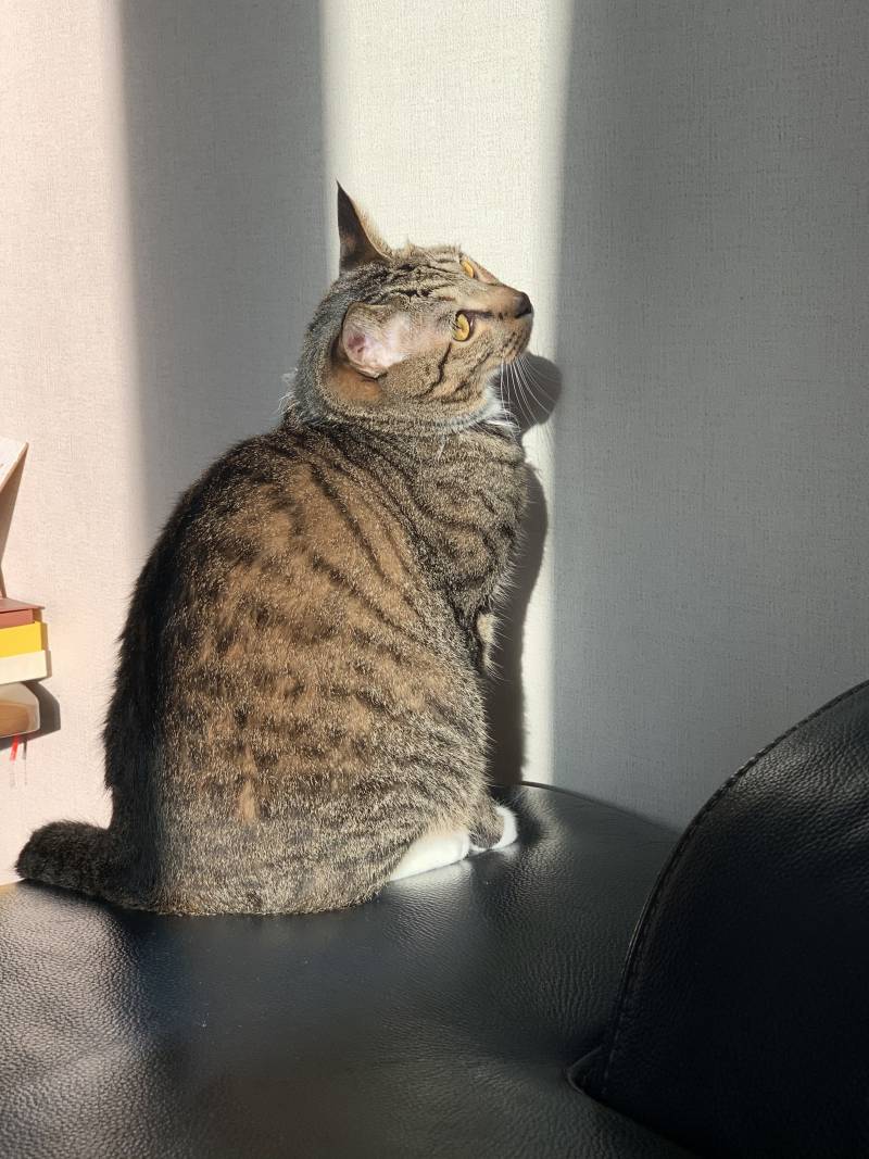 우리집 애옹이 레전드 | 인스티즈