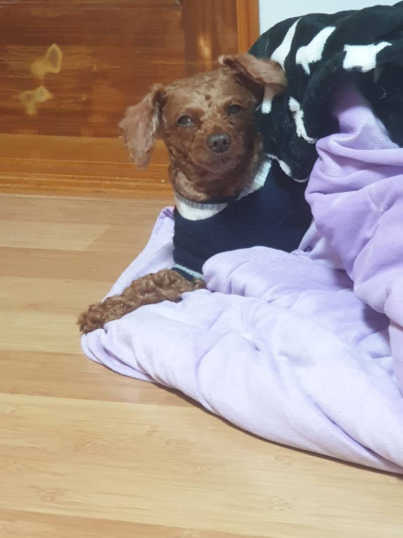 우리 강아지 감정표현 지려 | 인스티즈