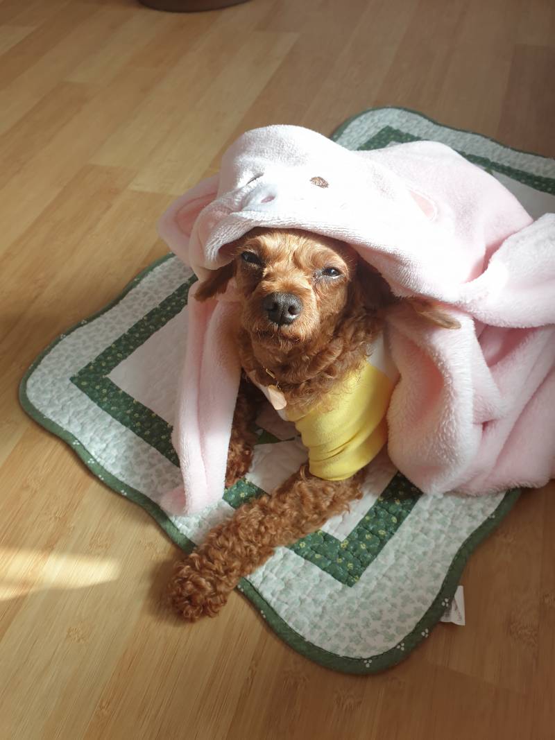 우리 강아지 감정표현 지려 | 인스티즈