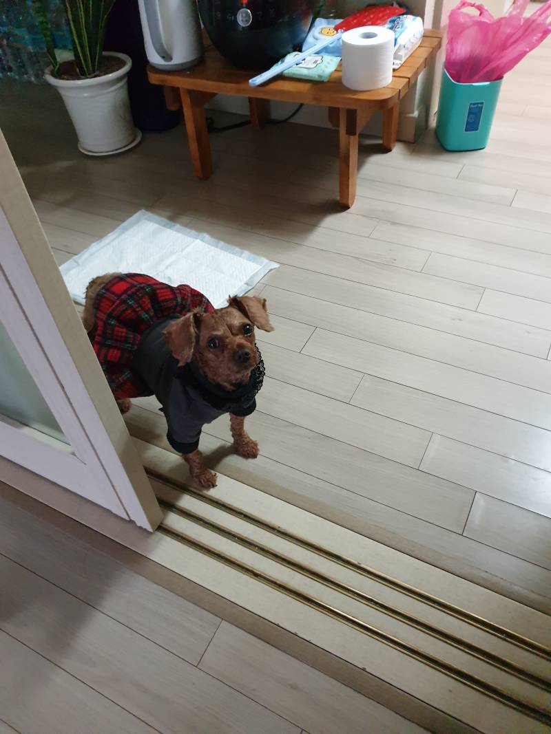 우리 강아지 감정표현 지려 | 인스티즈